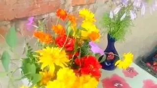 УНИКАЛЬНОЕ ЛЕКАРСТВО БАРХАТЦЫ  И ПОКУПКА 12.08.2016