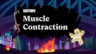 Muscle Contraction: Actin, Myosin & Factors (Part 1) | Sketchy MCAT