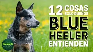 12 Things Only Blue Heeler Dog Owners Understand
