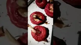 Правильное хранение,рано приобретенных луковиц гладиолусов !!!