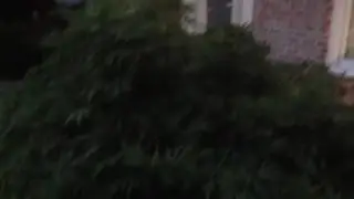 Tracking a firefly