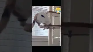 Смешное видео кошки и собаки 