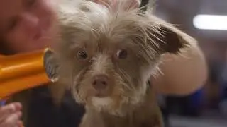 Pet-Ag Fresh 'n Clean Fragrance Design