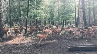 Экологическая тропа создана в Городецком районе