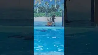 Дельфинарий