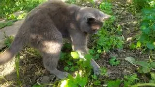 Кошка Мавра поймала Мышь