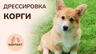 ДРЕССИРОВКА КОРГИ. Валерий Горелов