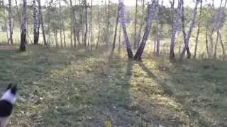 Прогулка с Роем