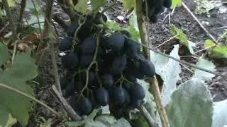 Саженцы винограда 