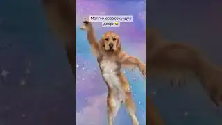 у кого собака , те поймут😂
