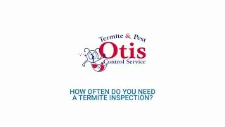 How Often Do You Need a Termite Inspection?