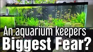 What's a aquarium keepers biggest fear? - It should be this!