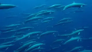 Robot Frigate Flies Through A Flying Fish Feeding Frenzy!