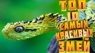 ТОП 10 САМЫХ КРАСИВЫХ ЗМЕЙ/САМЫЕ КРАСИВЫЕ ЗМЕИ/ТОП 10 САМЫХ КРАСИВЫХ ЗМЕЙ В МИРЕ!