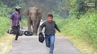 Funny animal attacks on humans