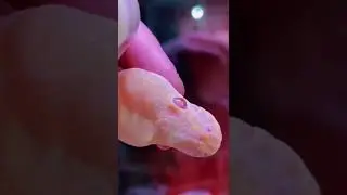 Какие виды змей вам нравятся? Какую завели бы дома? 