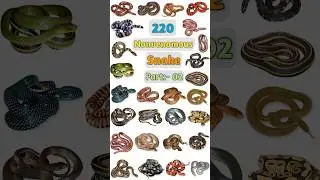 220 Nonvenomous Snake Name :- 02 