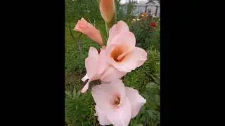 19.п.Октябрьский.1часть.Красивые цветы радуют глаз#цветы#blumen #flowers
