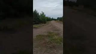 ВЫЖЛОВКА БЕЛАРУСКИЙ ГОНЧАК возраст 11 мес. и заяц.