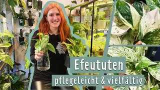 Efeutute pflegen und vermehren | MDR Garten
