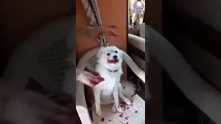 hahaha 😅😂🤣| Cute Puppy 🥰 Don't Like Beetroot Meals 🍲😶🥺 | 🐶 Puppy is Trying to Escape  🙏 🏃