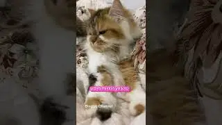 Kata kucing bulan mei lama banget. Emang iya? #cat #kucing #kucinglucu #catlover #lucu #viral #funny
