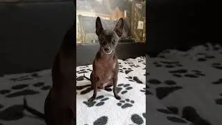 Мартик - идеальная собака. #russkijtoy #smalldog #funnydogs #toyterrier #русскийтой #тойтерьер #dog