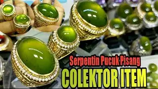 PUPIS JUMBO || KOLEKTOR ITEM || GA NATURAL BALIKIN