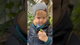 ОГУРЦЫ или ЯГОДЫ?🍓😂 