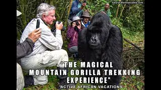 THE MAGICAL MOUNTAIN GORILLA TREKKING EXEPERIENCE