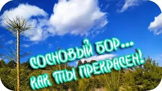 🌸Сосновый бор... как ты прекрасен! 🌸Любуйтесь вечной красотой!🌸Good morning🌸