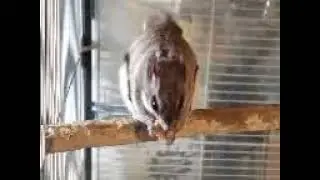 Squirrel and walnut