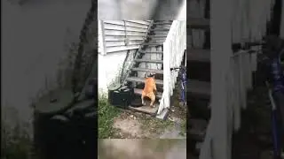 Внимание ситуация 😂