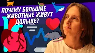 Почему большие животные живут дольше, чем маленькие? И связано ли это со скоростью сердцебиения?
