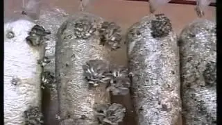 Выращивание грибов вешенка. Руководство по выращиванию.