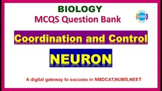 Neuron(Structure and types), 