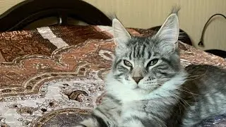 Мейн Кун🌟 кошечка 🐾Tapa Wild Soul*RU