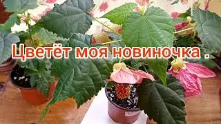 Абутилоны. Цветёт моя новиночка.
