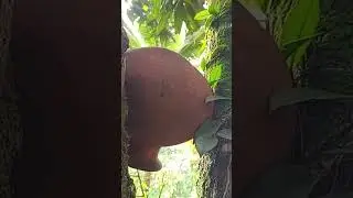 Beehive Inside Small Pot