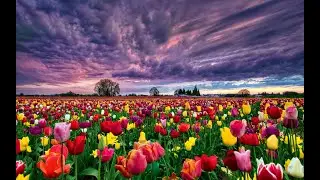 Tulip fields in Holland
