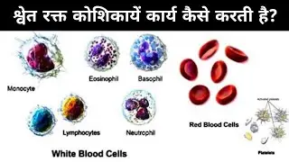 How White Blood Cells Work ? श्वेत रक्त कोशिका के कार्य !