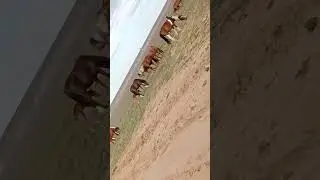 #horse 🐎🐎🐎🐎