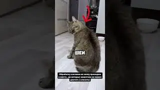Куда капать капли от блох?