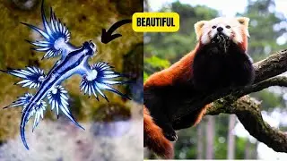 The 5 Cutest Animals in the World