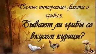 Бывают ли грибы со вкусом курицы?!