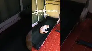 Moeza my beautiful cat sleeping on my treadmill