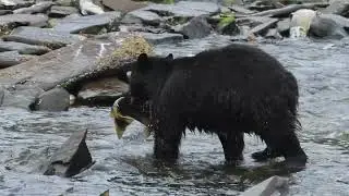 Black Bear and Cub Salmon Fishing  HD 1080p