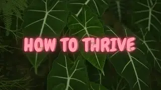 How to Thrive /// Loss /// Merge April 25