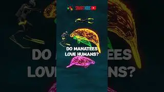 Do manatees love humans?