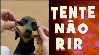 Tente Não rir  - Vídeos engraçados  2019  - SE VOCÊ RIR, VAI TER QUE REINICIAR O VÍDEO